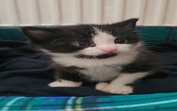 Mixed Breed cats for sale: 2 kittens available  - Advert 4