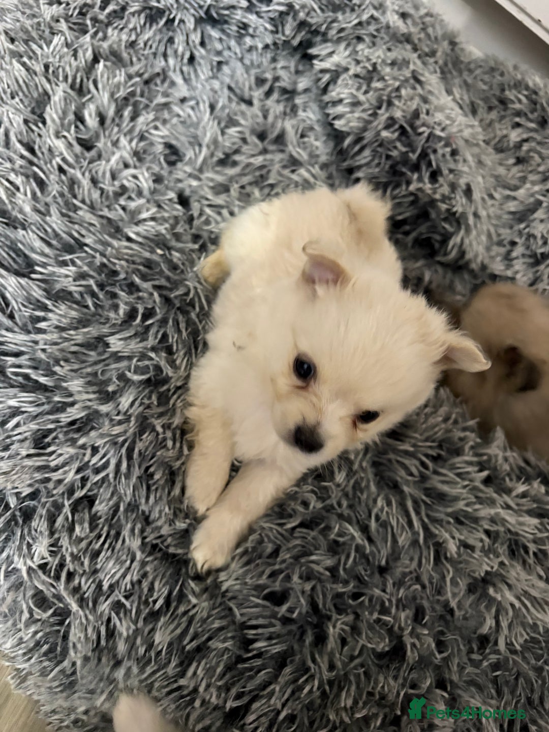 Pomeranian dogs for sale: Pomeranian puppies - Advert 8