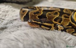 Python Snake reptiles for sale: Male yellow belly het pied - Image 3