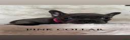 French Bulldog dogs for sale: Beautiful french bulldogs puppies 4 girls & 4 boys in London - Advert 9