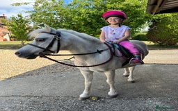 Welsh Section A horses for sale: Super safe Welsh A Mare - Image 4