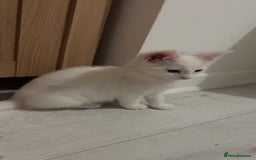 Mixed Breed cats for sale: 2 white kittens  - Image 5