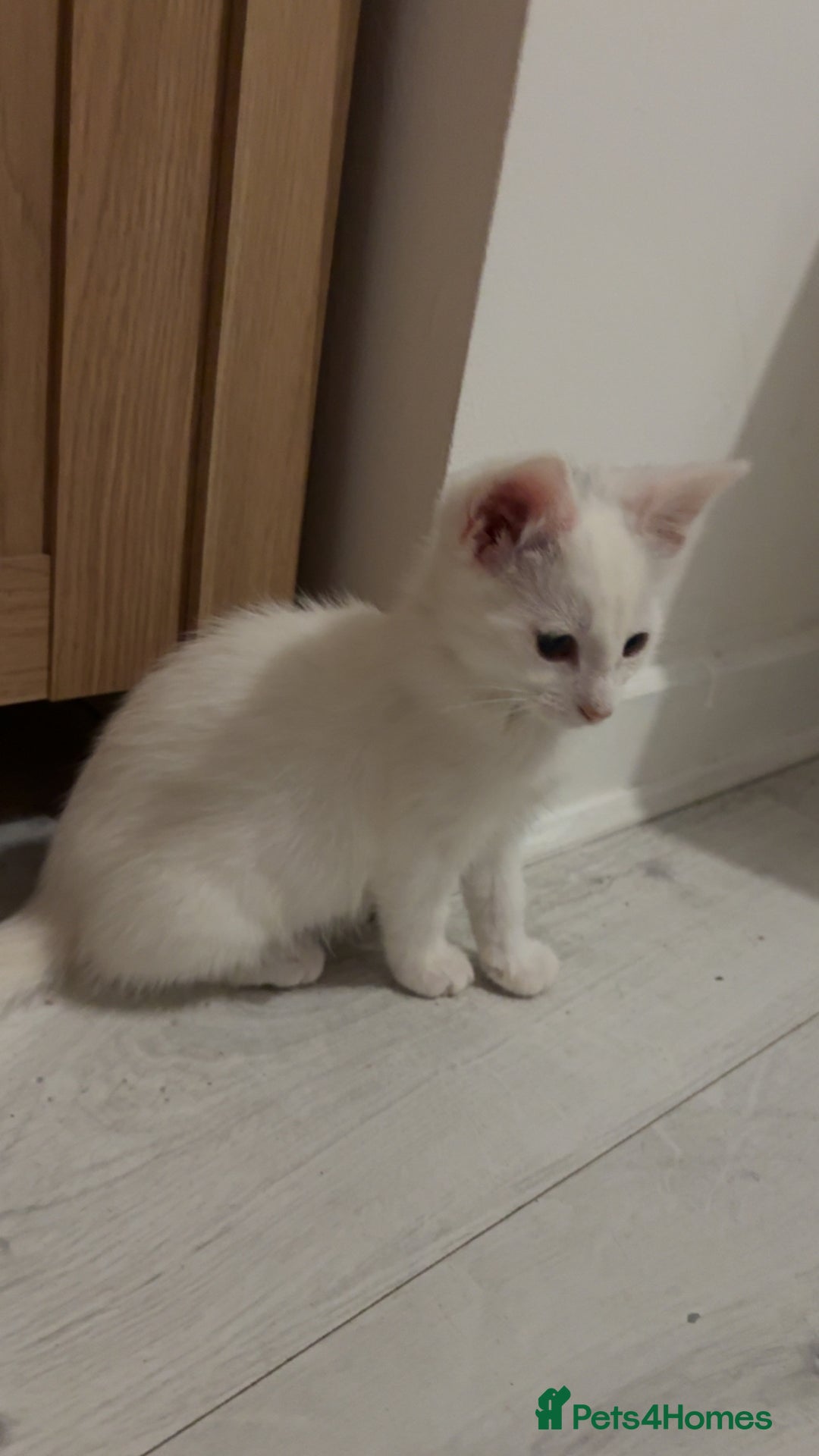 Mixed Breed cats for sale: 2 white kittens  - Image 5