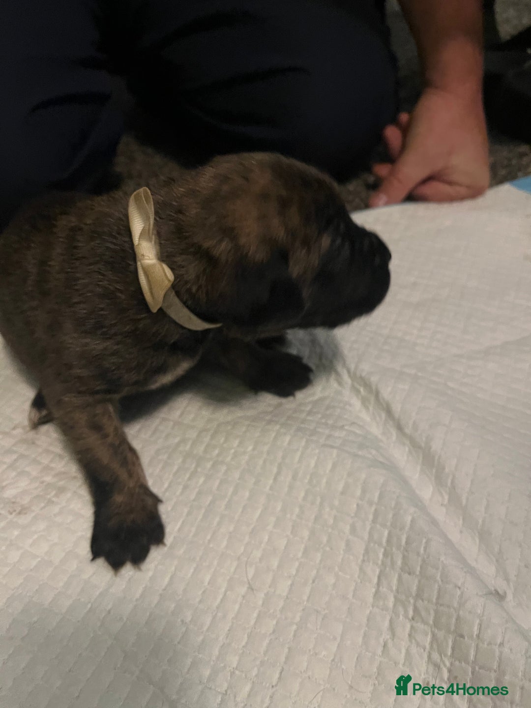 Cane Corso dogs for sale: Full Cane Corso Puppies x5 girls x5 Boys - Advert 15