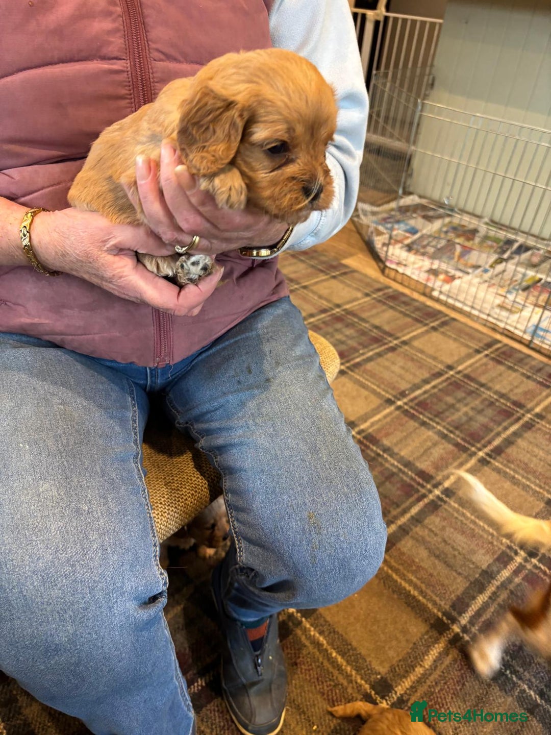 Cavapoo dogs for sale: Adorable F1 Cavapoo Puppies - Advert 5