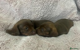Miniature Dachshund dogs for sale: Miniature dachshund puppies - Advert 5