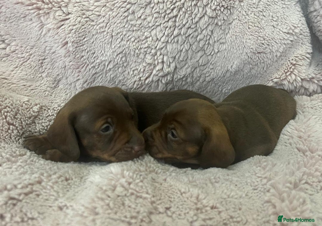 Miniature Dachshund dogs for sale: Miniature dachshund puppies - Advert 5