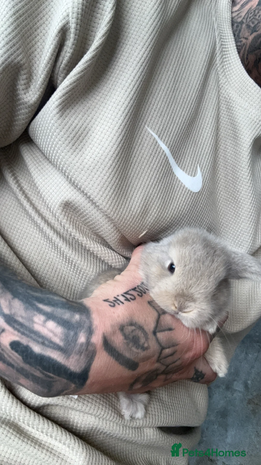 Mini Lop rabbits for sale: Mini lop - Advert 1