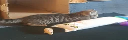 Mixed Breed cats for adoption: 3 lovely boy kittens for adoption - Advert 4