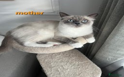 Ragdoll cats for sale: Adorable Ragdoll Kittens  - Image 12