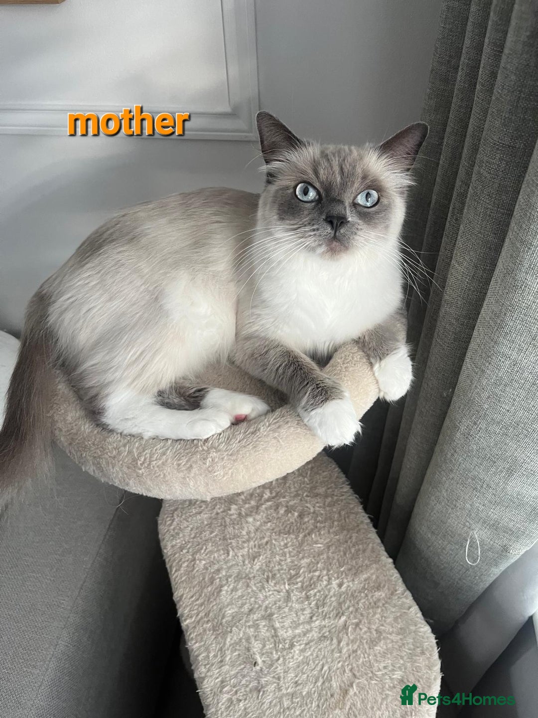 Ragdoll cats for sale: Adorable Ragdoll Kittens  - Image 12