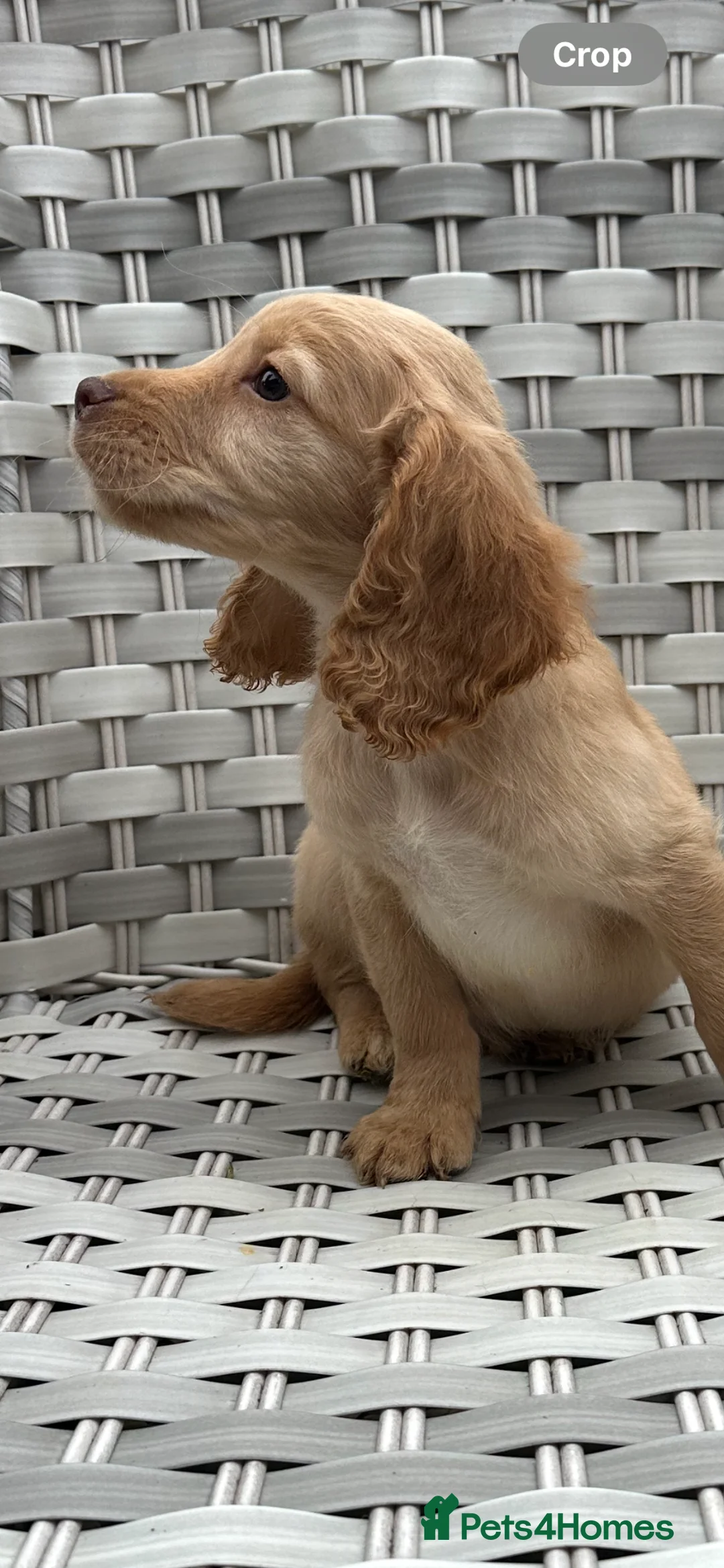 Cocker Spaniel dogs for sale: Cocker spaniels  - Advert 3