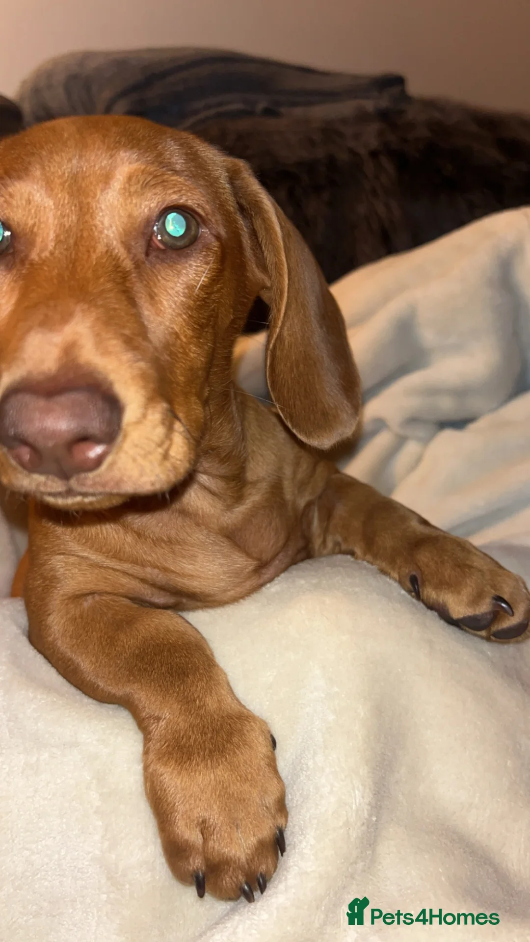 Miniature Dachshund dogs for sale: Ready now only two left had all vacs ready too go  - Advert 1