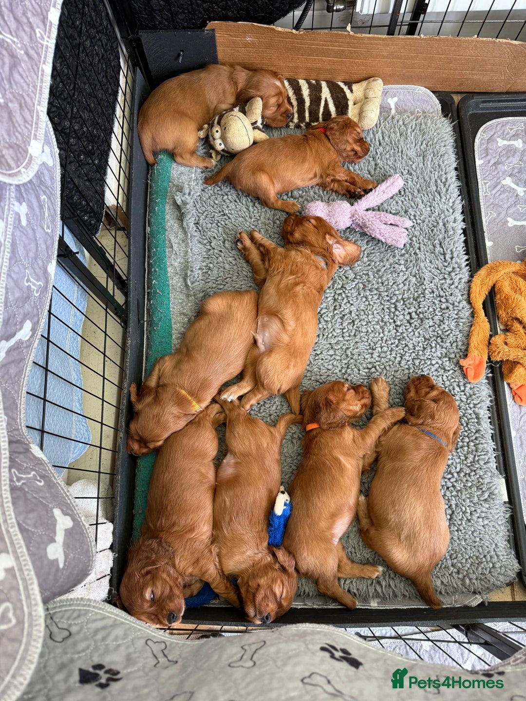 Cocker Spaniel dogs for sale: Gorgeous litter of cocker spaniel pups - Advert 5