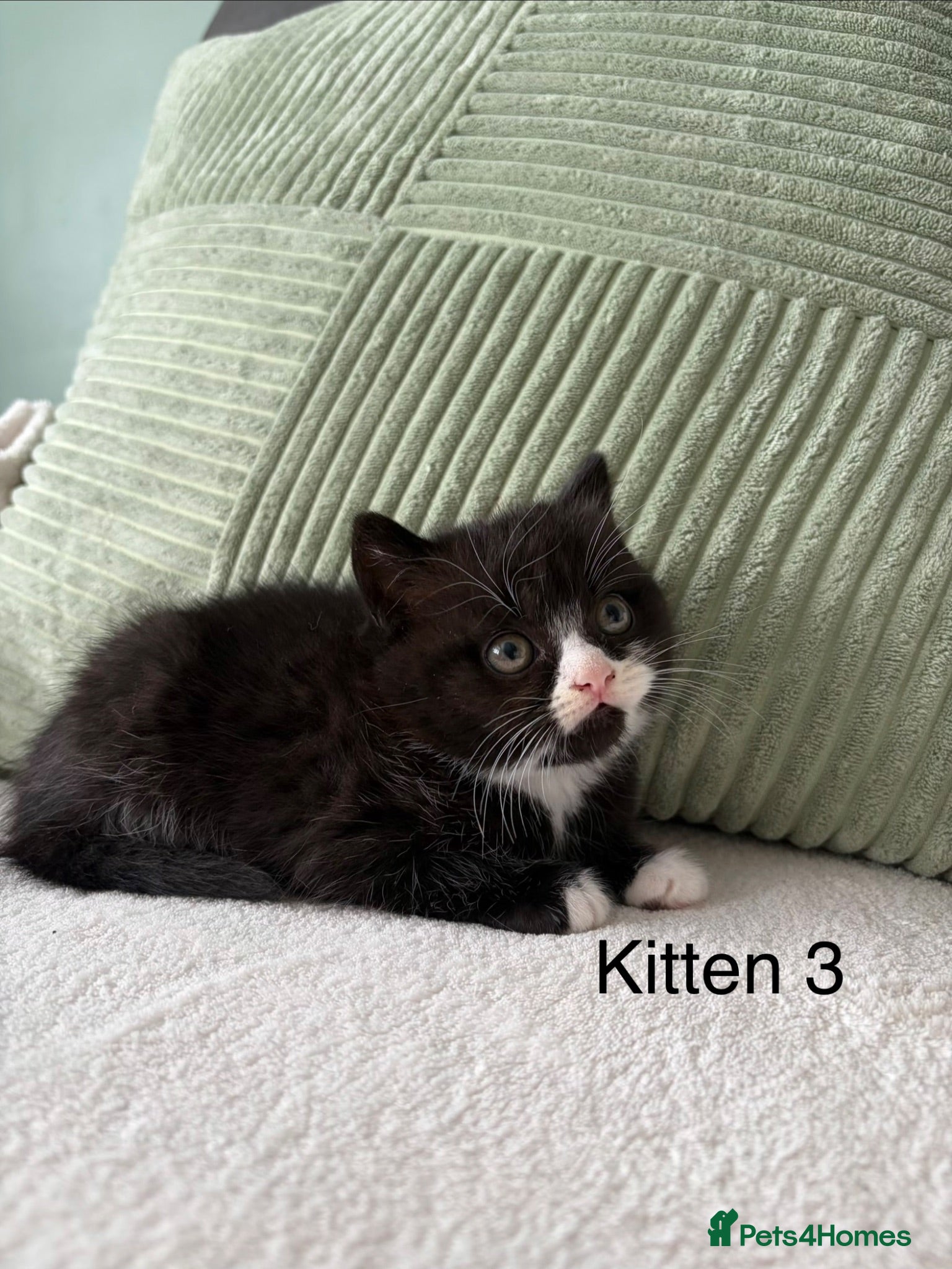 British Shorthair cats British Shorthair Kittens  - Advert 1