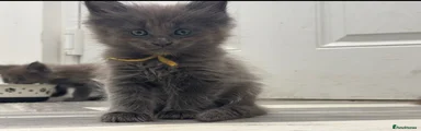 Maine Coon 1