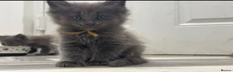 Maine Coon cats for sale: Stunning GCCF Registered Maine Coon Kittens  - Advert 15
