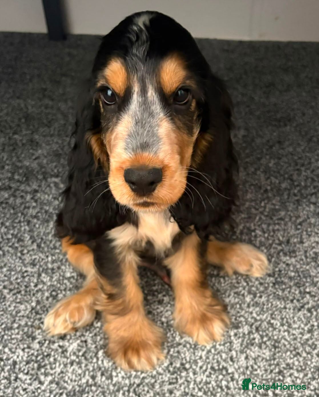 Cocker Spaniel dogs Last Boy left ready to go Show cocker spaniels - Advert 2