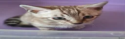 Bengal cats for sale: Bengals rare colours with clouded Leopard pattern - Advert 15