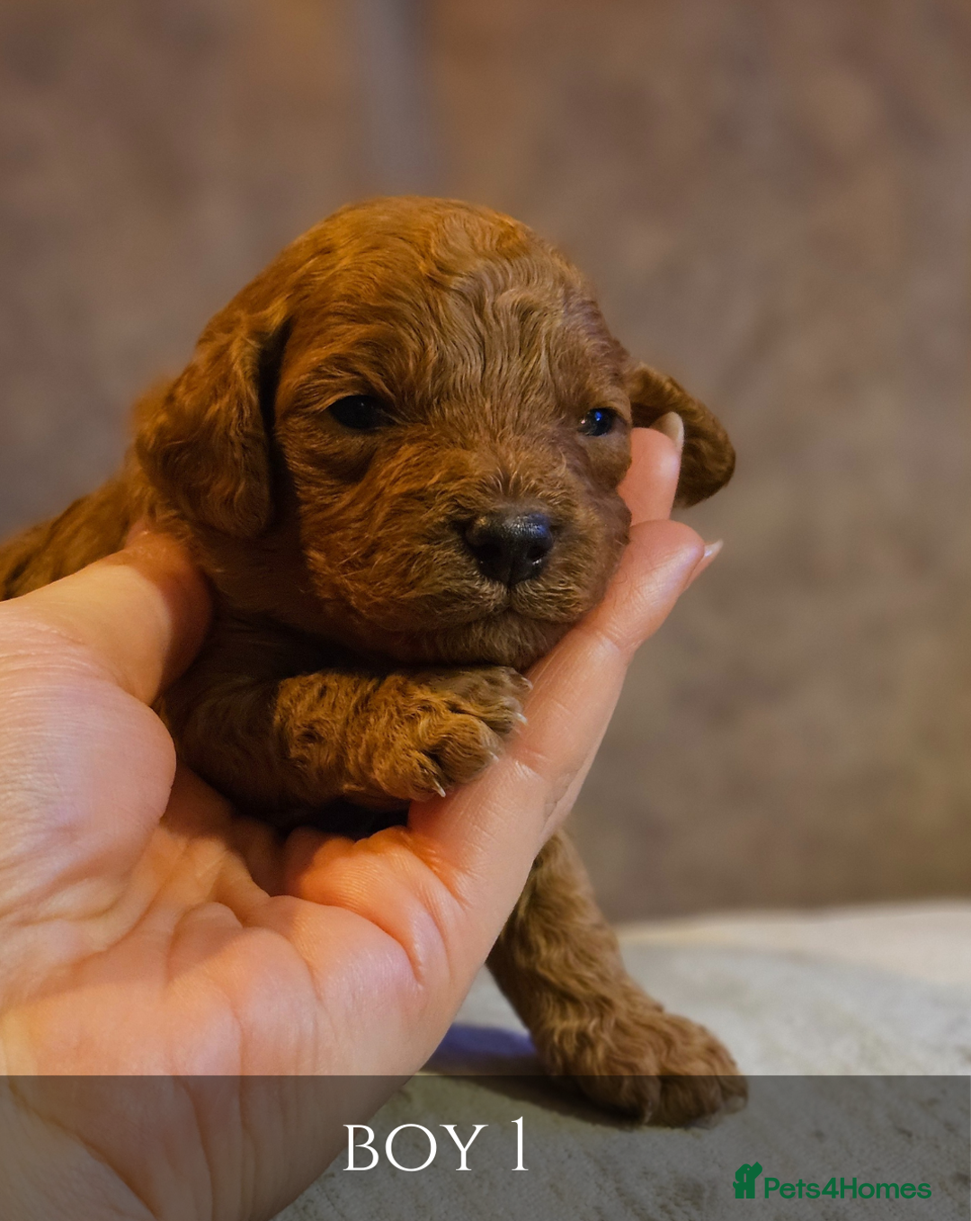 Cavapoo dogs for sale: 5 Beautiful Deep Red Cavapoo Pups - Advert 12
