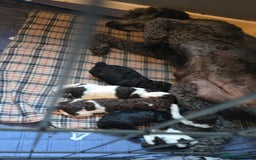 Standard Poodle dogs for stud: Brown & white parti standard poodle  - Image 8