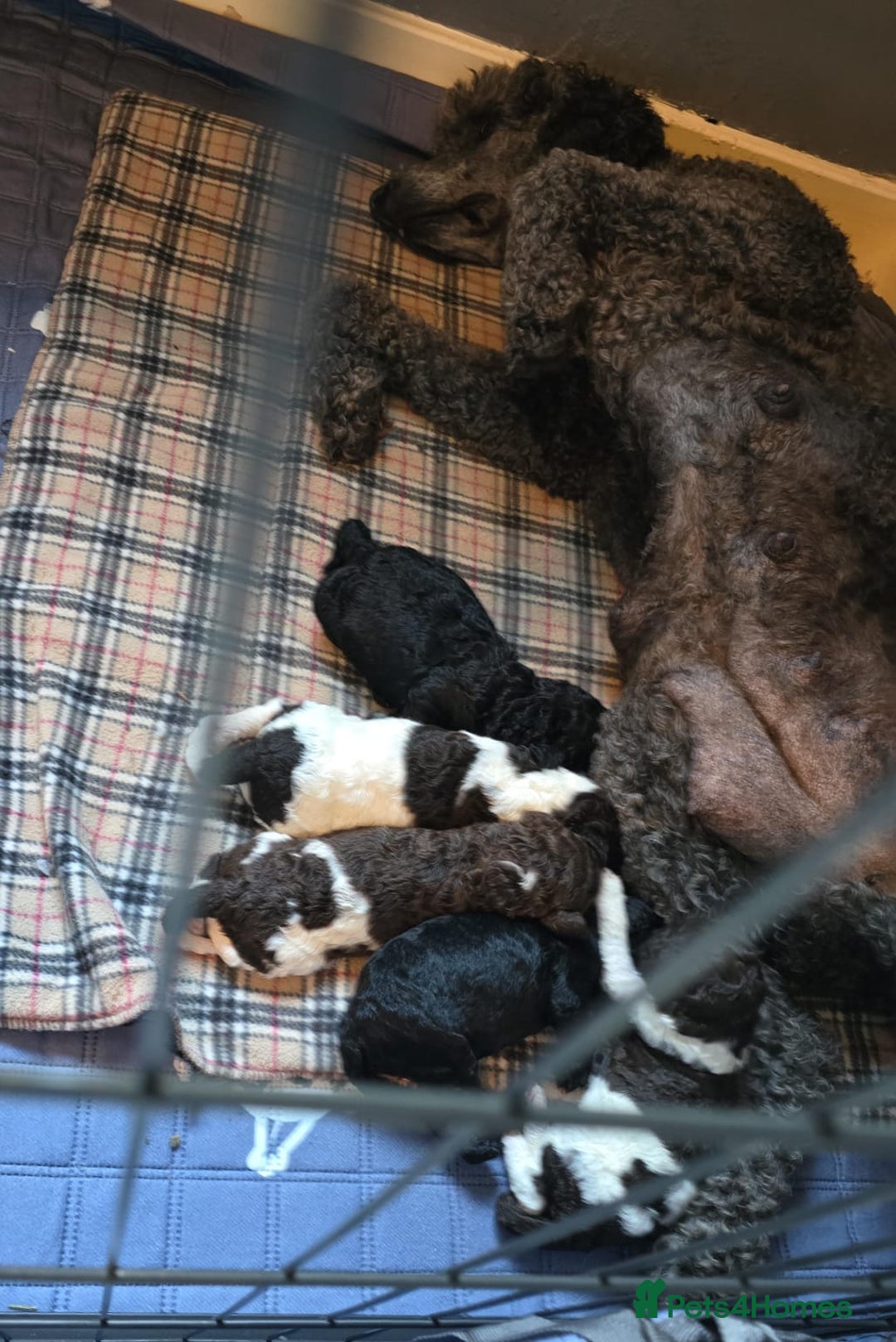 Standard Poodle dogs for stud: Brown & white parti standard poodle  - Image 8