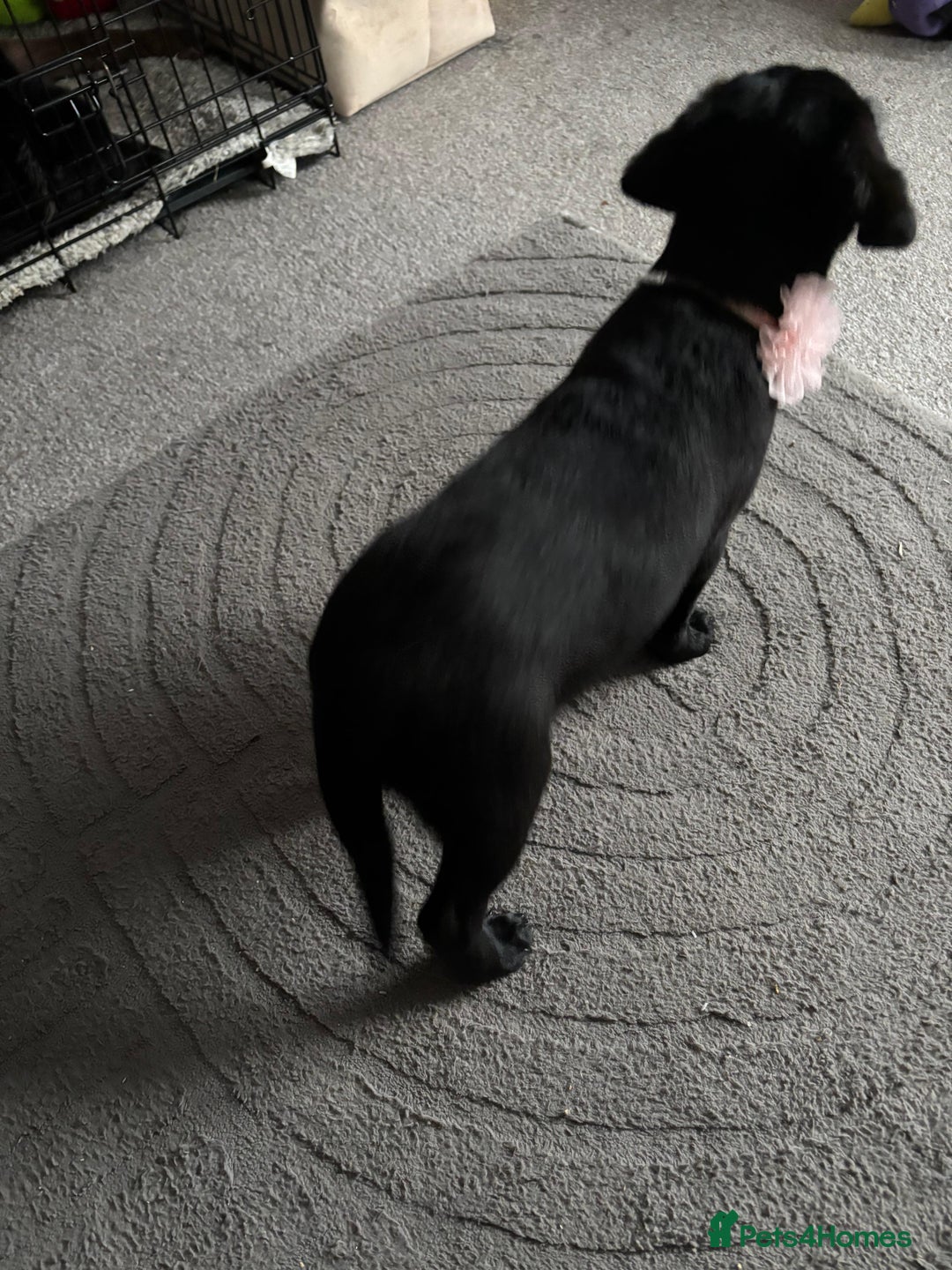 Mixed Breed dogs for sale: Black lab mix  - Image 3