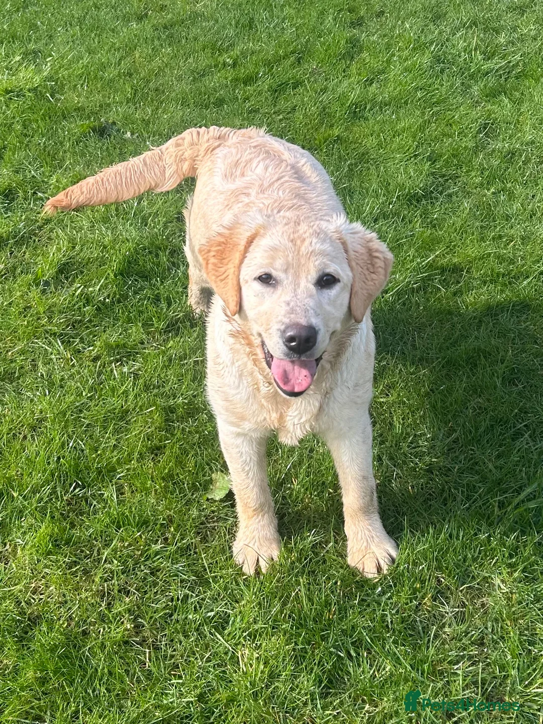Labrador Retriever dogs for sale: Purebred Pedigree Show Line look Yellow Labrador - Advert 2