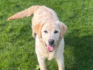 Labrador Retriever dogs for sale: Purebred Pedigree Show Line look Yellow Labrador - Advert 2