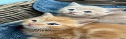 Ragdoll cats for sale: Handsome well handled and social ginger ragdoll x - Advert 5