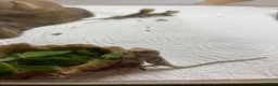 Bearded Dragon reptiles for sale: Baby Bearded Dragons. Visual Dunners & Hypos - Advert 40