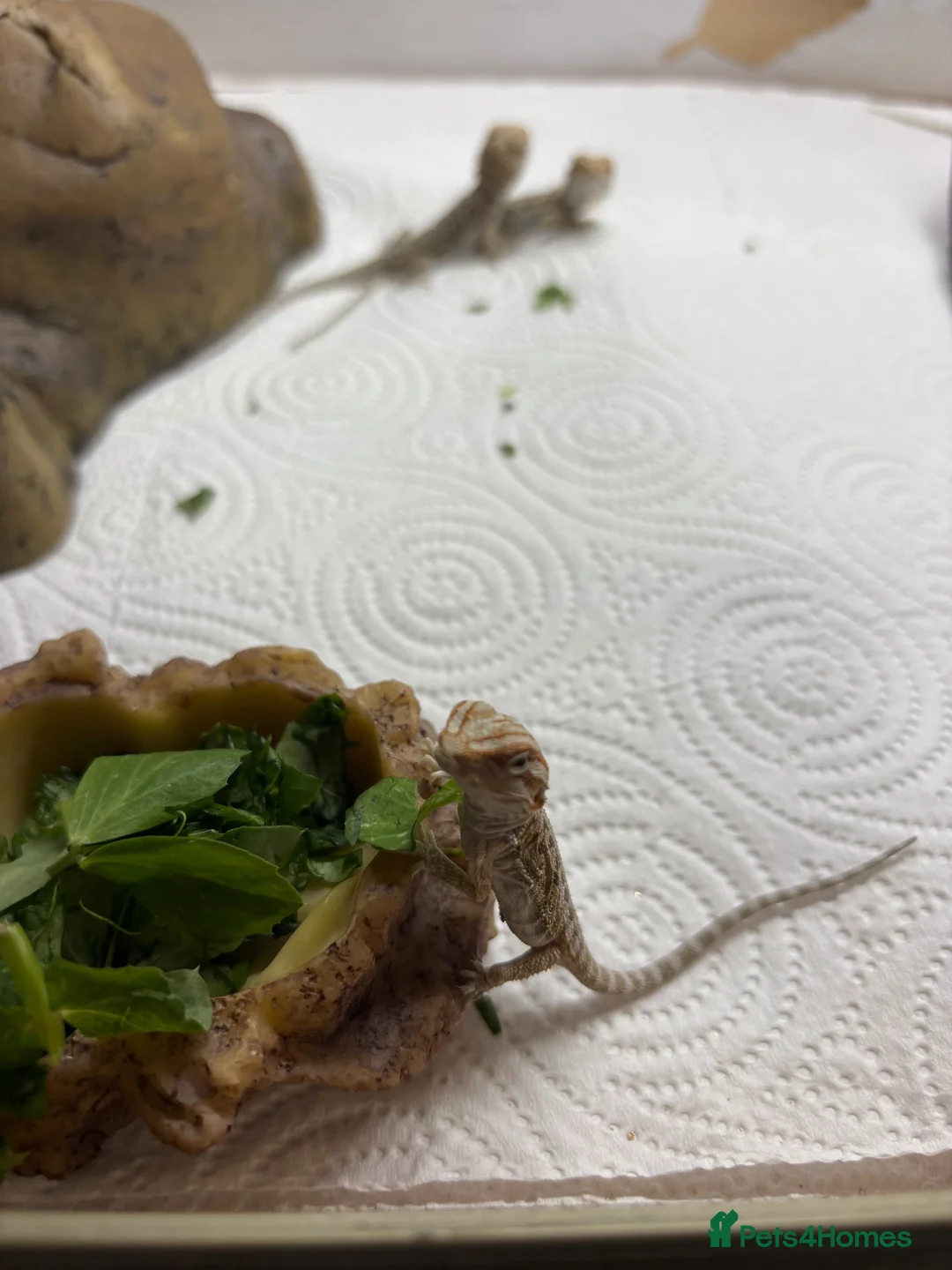 Bearded Dragon reptiles for sale: Baby Bearded Dragons. Visual Dunners & Hypos - Advert 40
