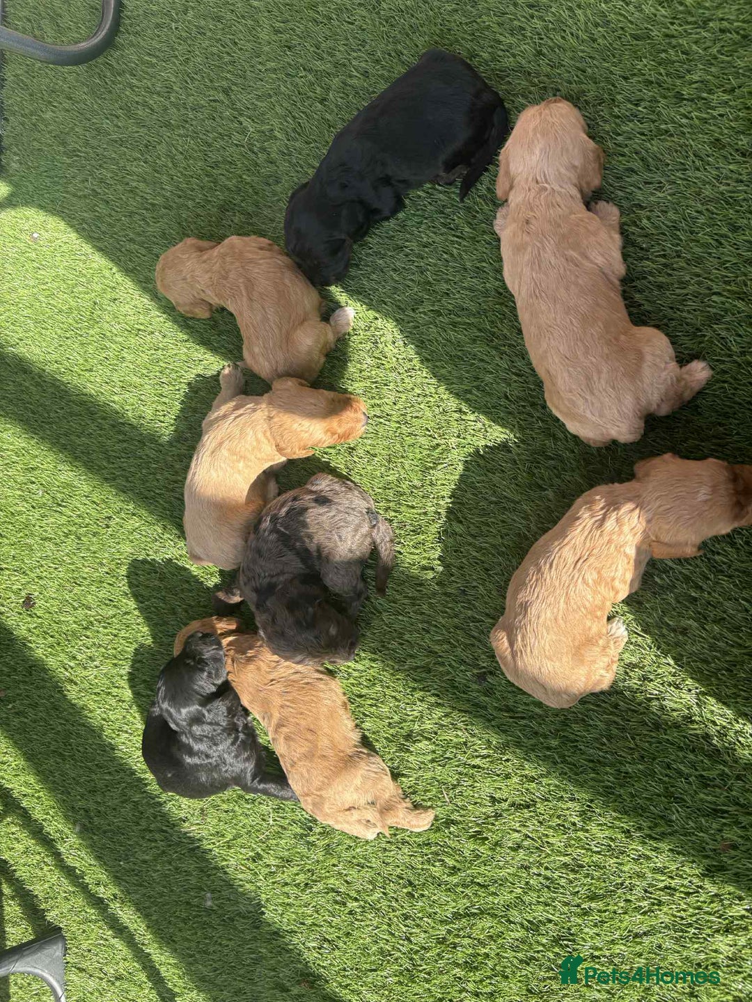 Cockapoo dogs for sale: Beautiful cockerpoo pups for sale - Image 26
