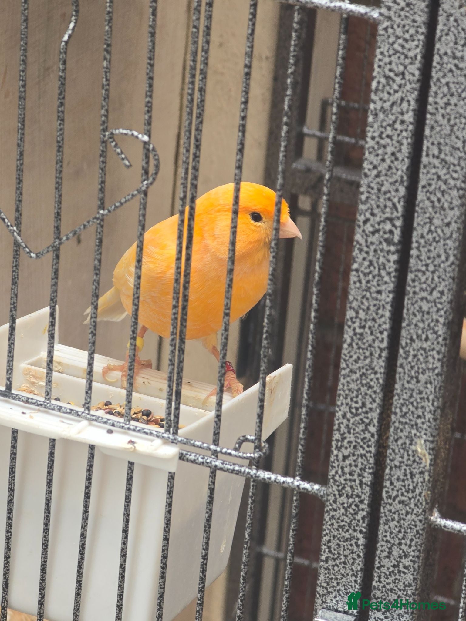 Canaries birds Persian canary  - Advert 3