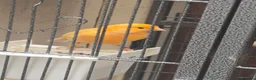 Canaries birds for sale: Persian canary  - Advert 1
