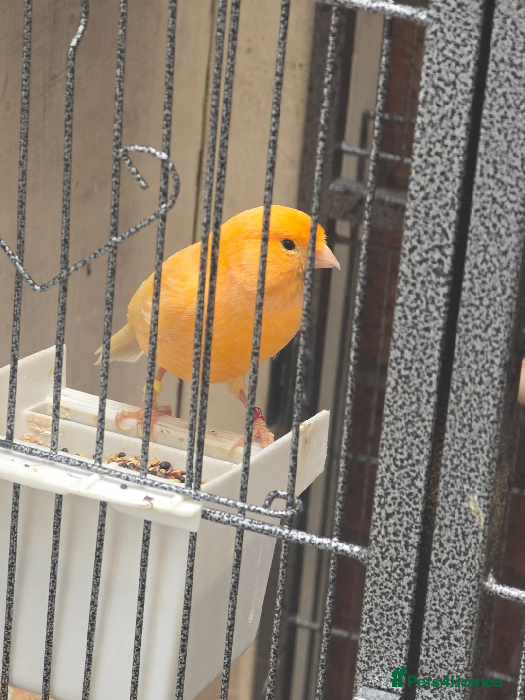 Canaries birds for sale: Persian canary  - Advert 1