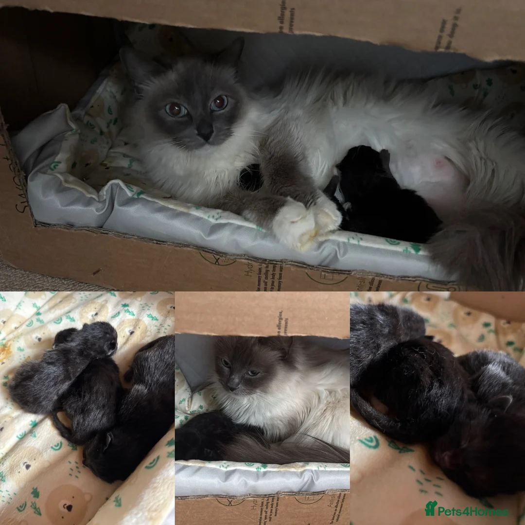 Mixed Breed cats for sale: Beautiful Ragdoll Cross Kittens in Kettering - Advert 2