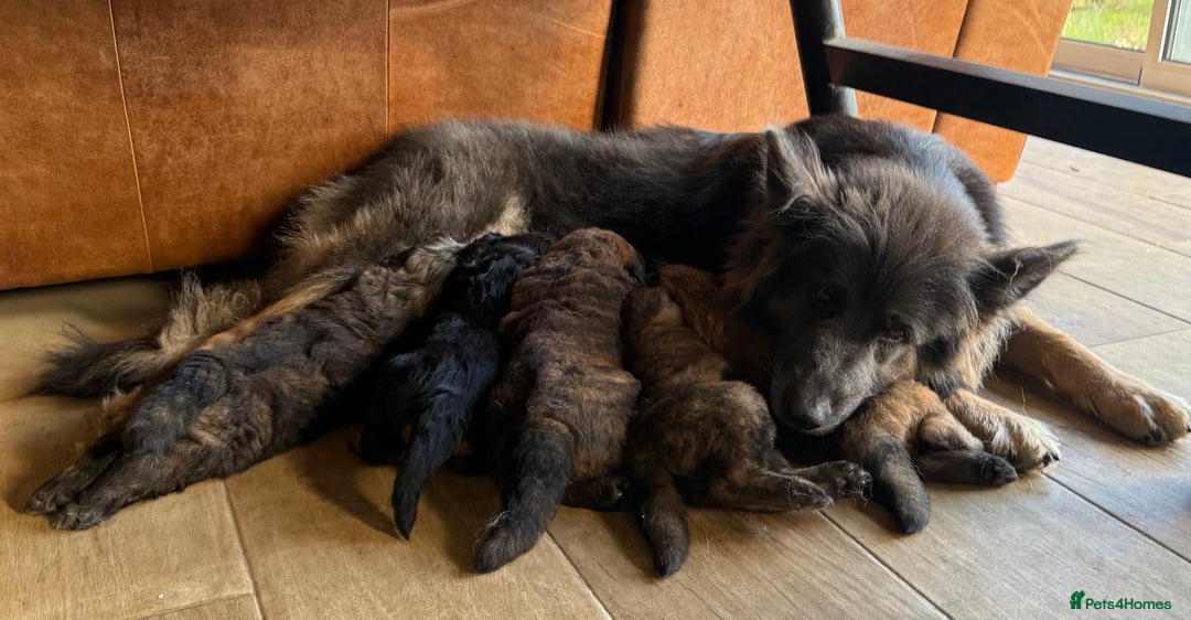 Mixed Breed dogs for sale: Goldendoodle x Blue Sable German Shepard puppies - Advert 20