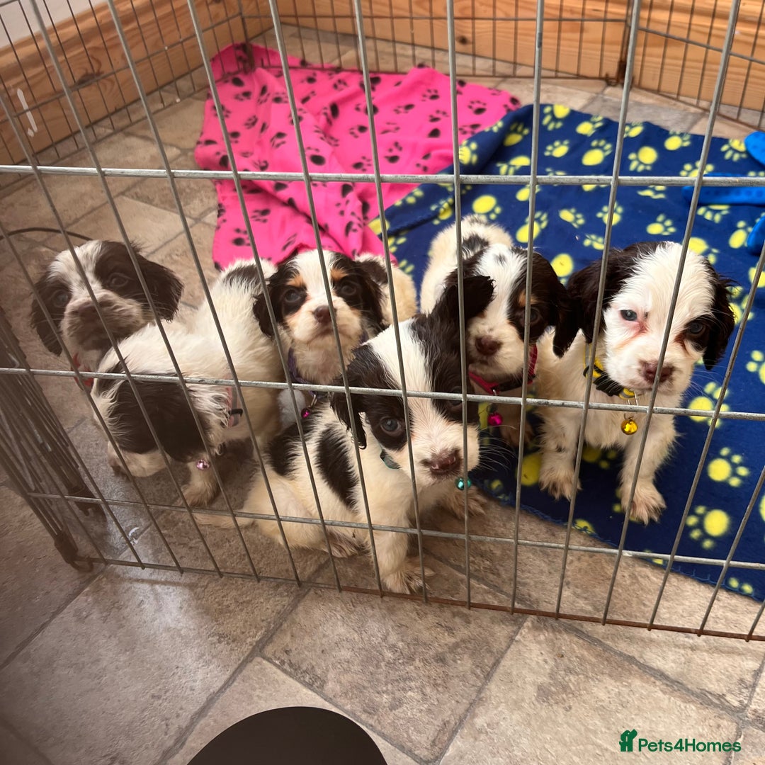 Cocker Spaniel dogs for sale: Cocker spaniel puppies - Image 19