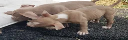 American Bully dogs for sale: Female American pocket bully puppy - Advert 5