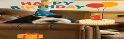 Sheepadoodle dogs for sale: Midi Size Sheepadoodle Medium  - Advert 11