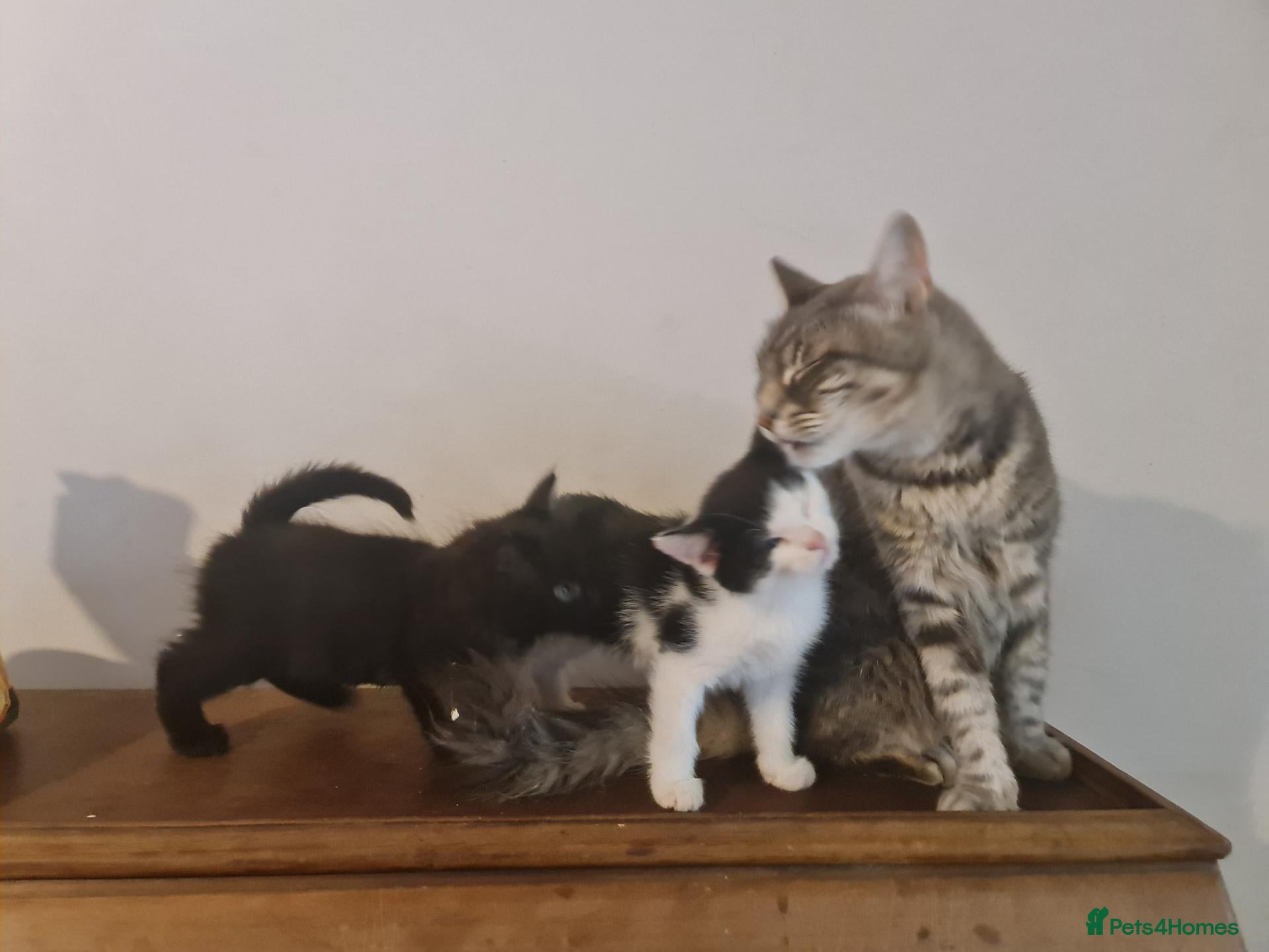 Mixed Breed cats for sale: 2 kittens for sale  - Advert 2