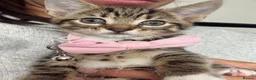 Mixed Breed cats for sale: 5 beautiful tabby kittens  - Advert 17