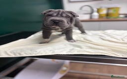 Shar Pei dogs for sale: 1 Black girl left  - Image 18