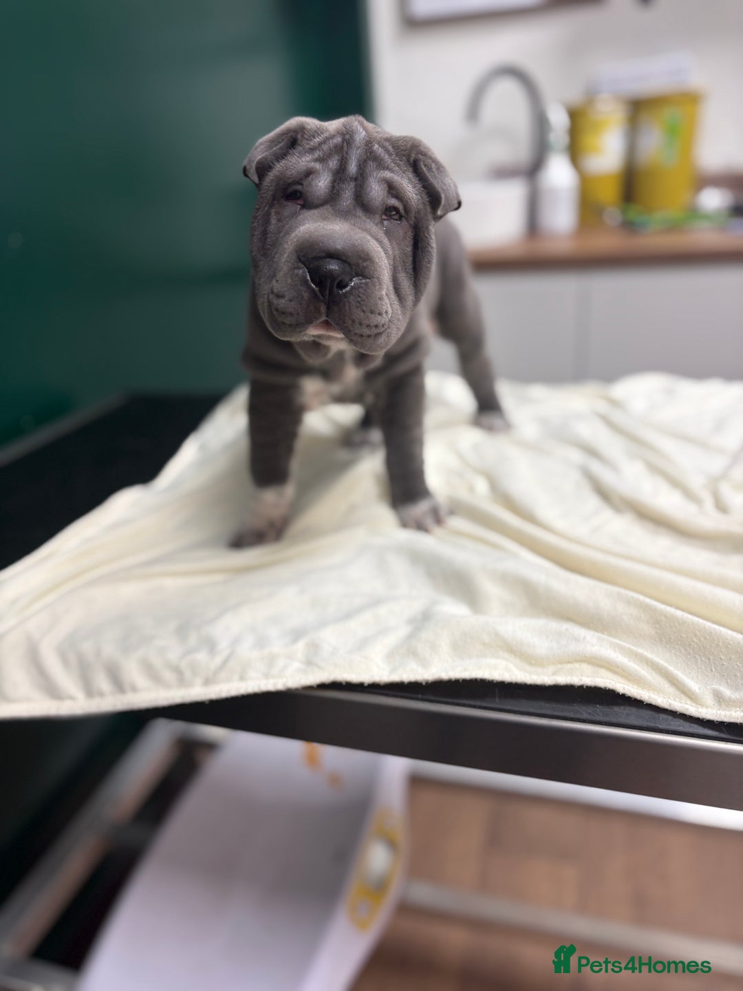 Shar Pei dogs for sale: 1 Black girl left  - Image 18