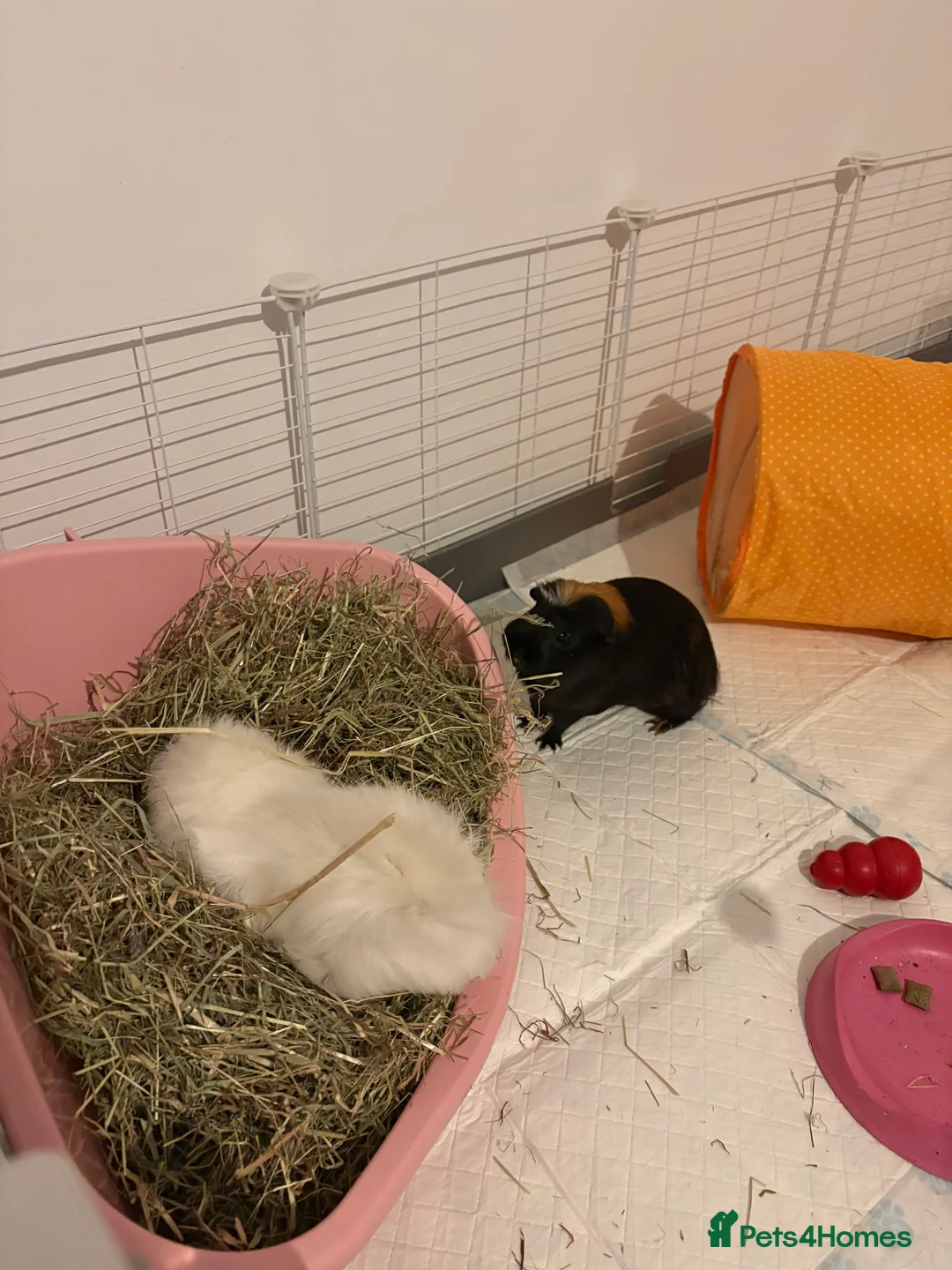 Guinea Pig rodents for sale: 2 x Male Guinea Pigs - Advert 2