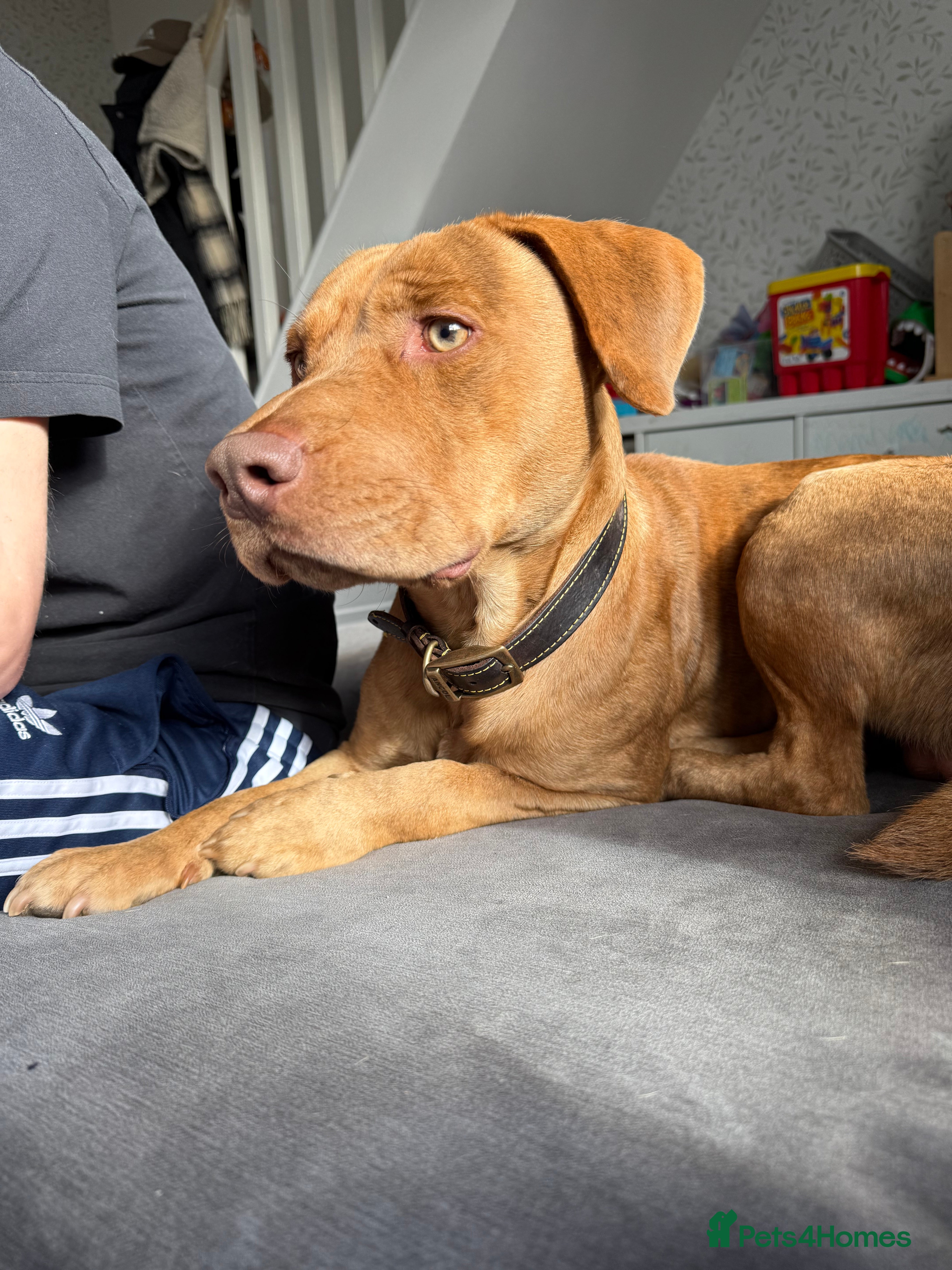 Mixed Breed dogs Staffy X Collie Rehome  - Advert 13