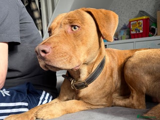 Mixed Breed dogs Staffy X Collie Rehome - Advert 1