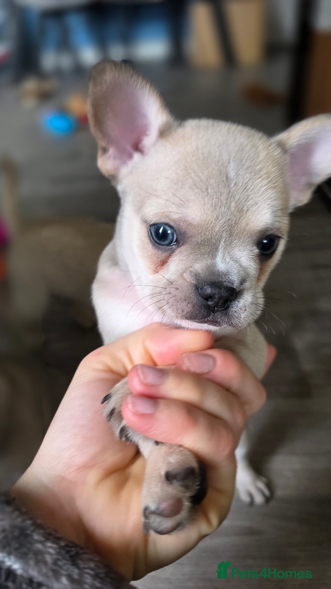 Mixed Breed dogs for sale: Frenchie x chihuahua - Image 10