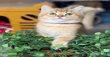 British Shorthair cats - Advert 13